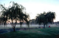 weepingwillows morningmist park Vintage A4 Photo Print