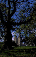 westminster tree abbey 1980s 1990s A4 Photo Print