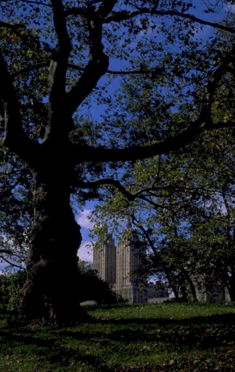 westminster tree abbey 1980s 1990s A4 Photo Print