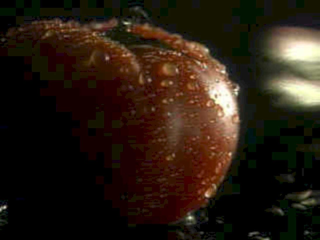 wet red tomato1980s 1990s A4 Photo Print