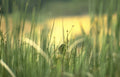 wetland butterfly grasses Vintage A4 Photo Print