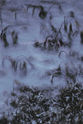 wetland cattails reeds1980s 1990s A4 Photo Print