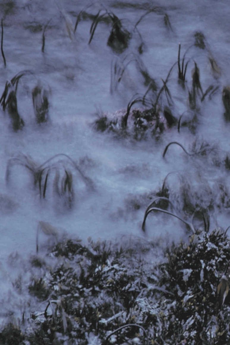 wetland cattails reeds1980s 1990s A4 Photo Print
