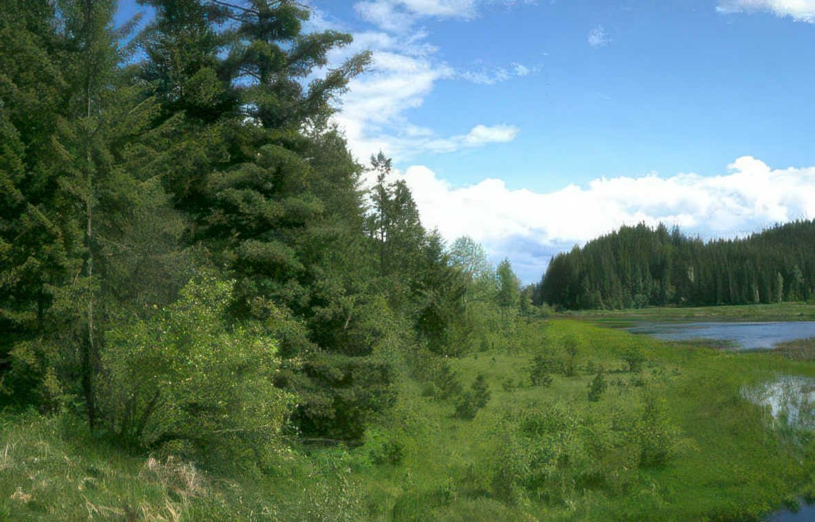 wetland pine sky Vintage A4 Photo Print