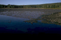 wetland reflection fence 1980s 1990s A4 Photo Print