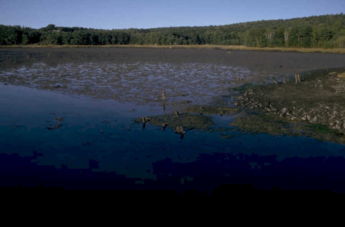 wetland reflection fence 1980s 1990s A4 Photo Print