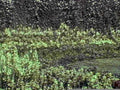 wetland scene 20171980s 1990s A4 Photo Print