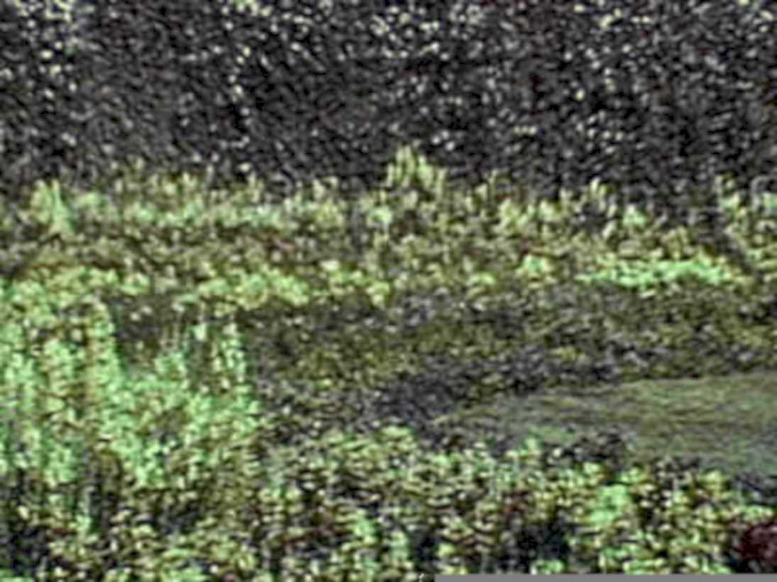wetland scene 20171980s 1990s A4 Photo Print