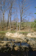 wetland spring landscape Vintage A4 Photo Print