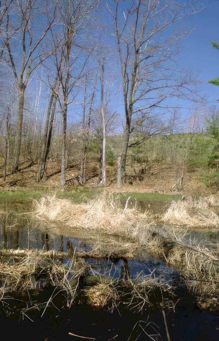 wetland spring landscape Vintage A4 Photo Print