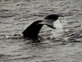 whale tail breach1980s 1990s A4 Photo Print