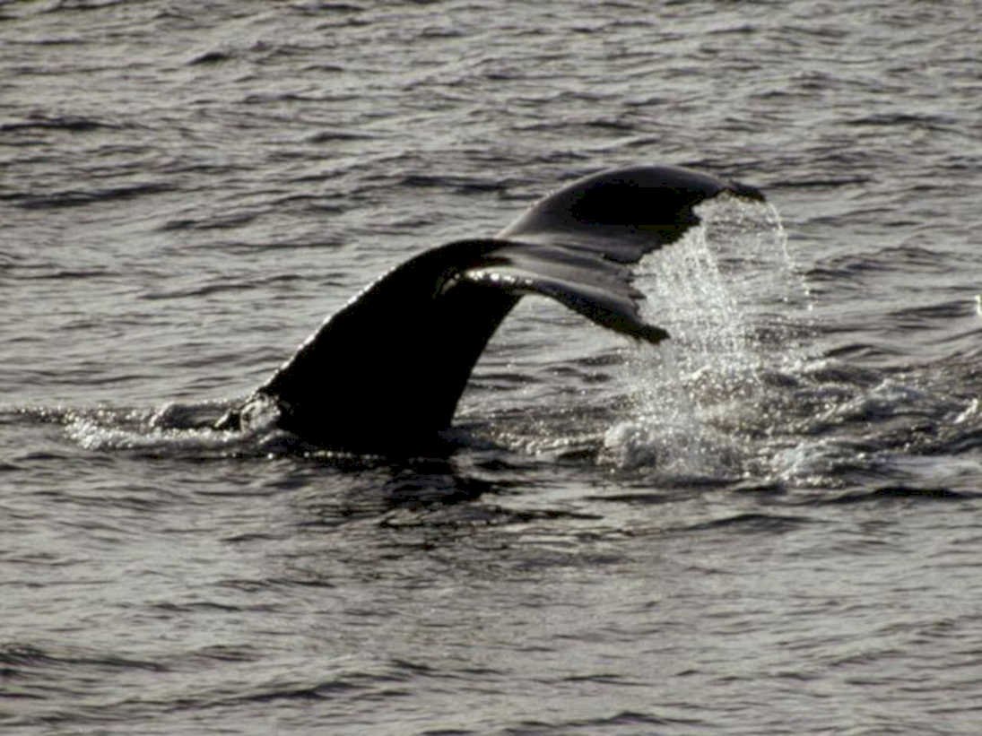 whale tail breach1980s 1990s A4 Photo Print