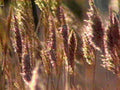 wheat awns microscopic1980s 1990s A4 Photo Print