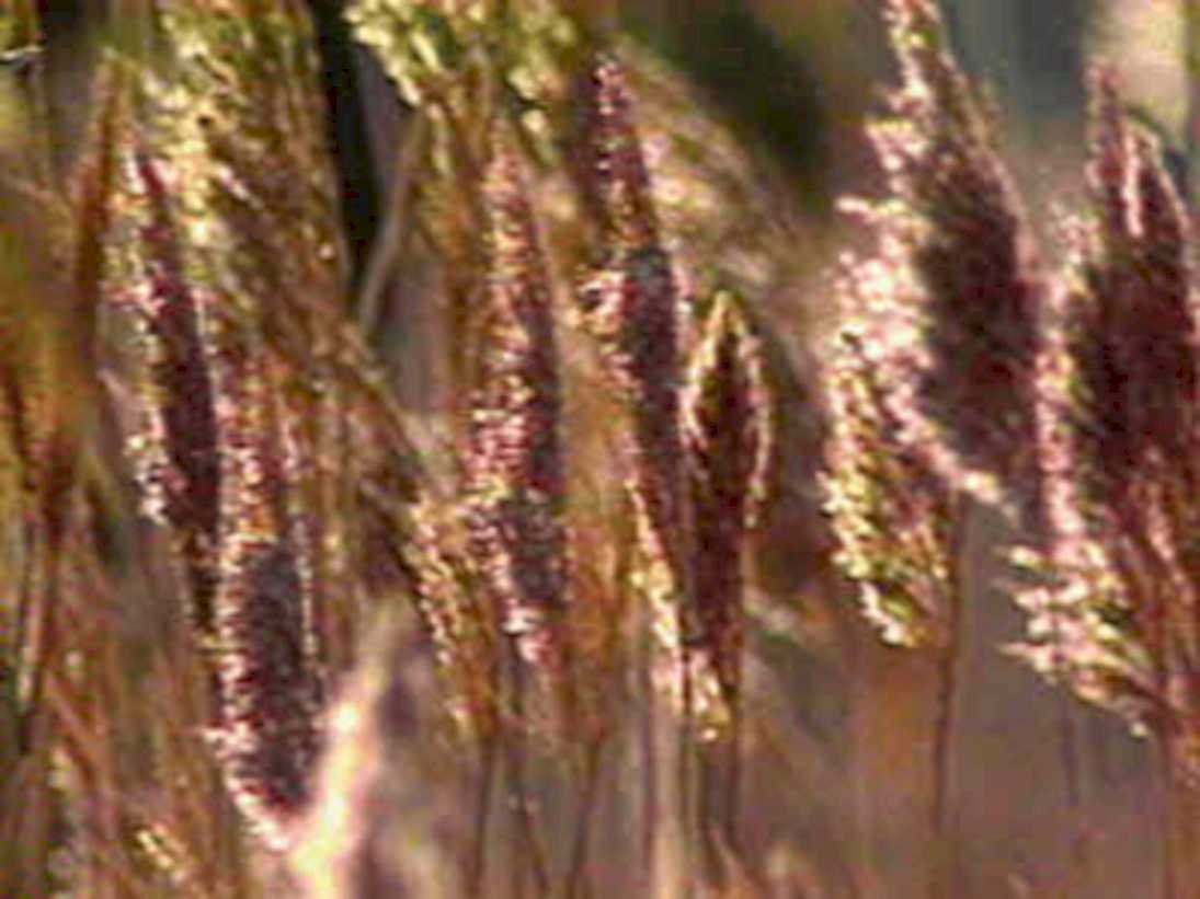wheat awns microscopic1980s 1990s A4 Photo Print