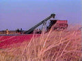 wheat combine harvester1980s 1990s A4 Photo Print