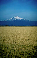 wheat etna mountains 1980s 1990s A4 Photo Print