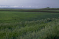 wheat farmland hills 1980s 1990s A4 Photo Print