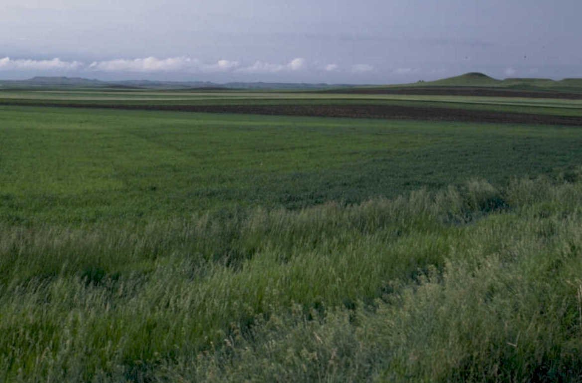 wheat farmland hills 1980s 1990s A4 Photo Print