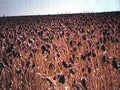 wheat field autumn1980s 1990s A4 Photo Print