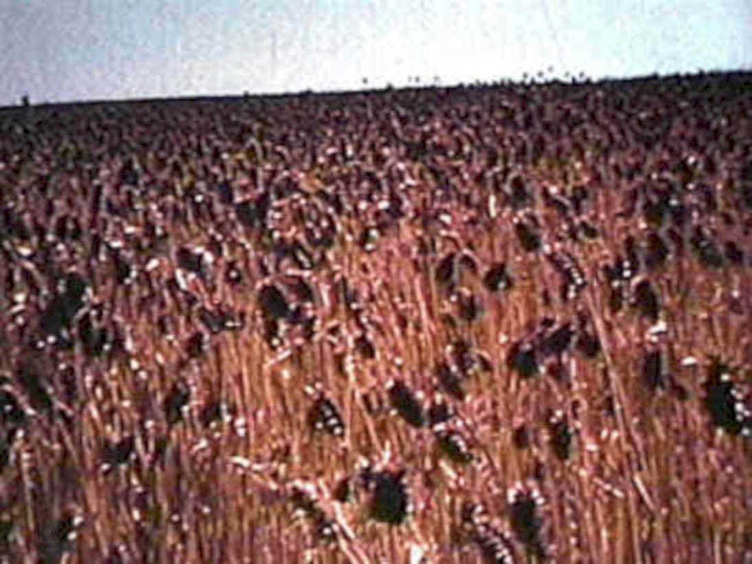 wheat field autumn1980s 1990s A4 Photo Print