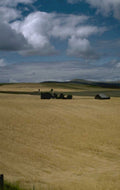 wheat field barn 1980s 1990s A4 Photo Print