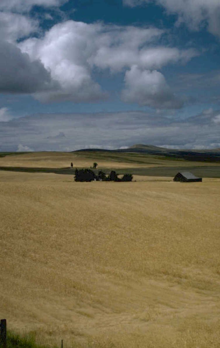 wheat field barn 1980s 1990s A4 Photo Print