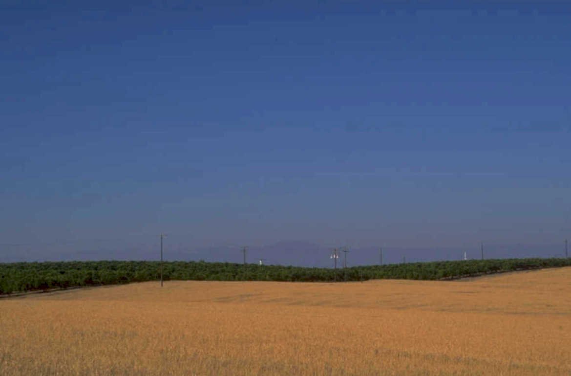 wheat field centralvalley 1980s 1990s A4 Photo Print