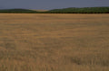 wheat field golden 1980s 1990s A4 Photo Print