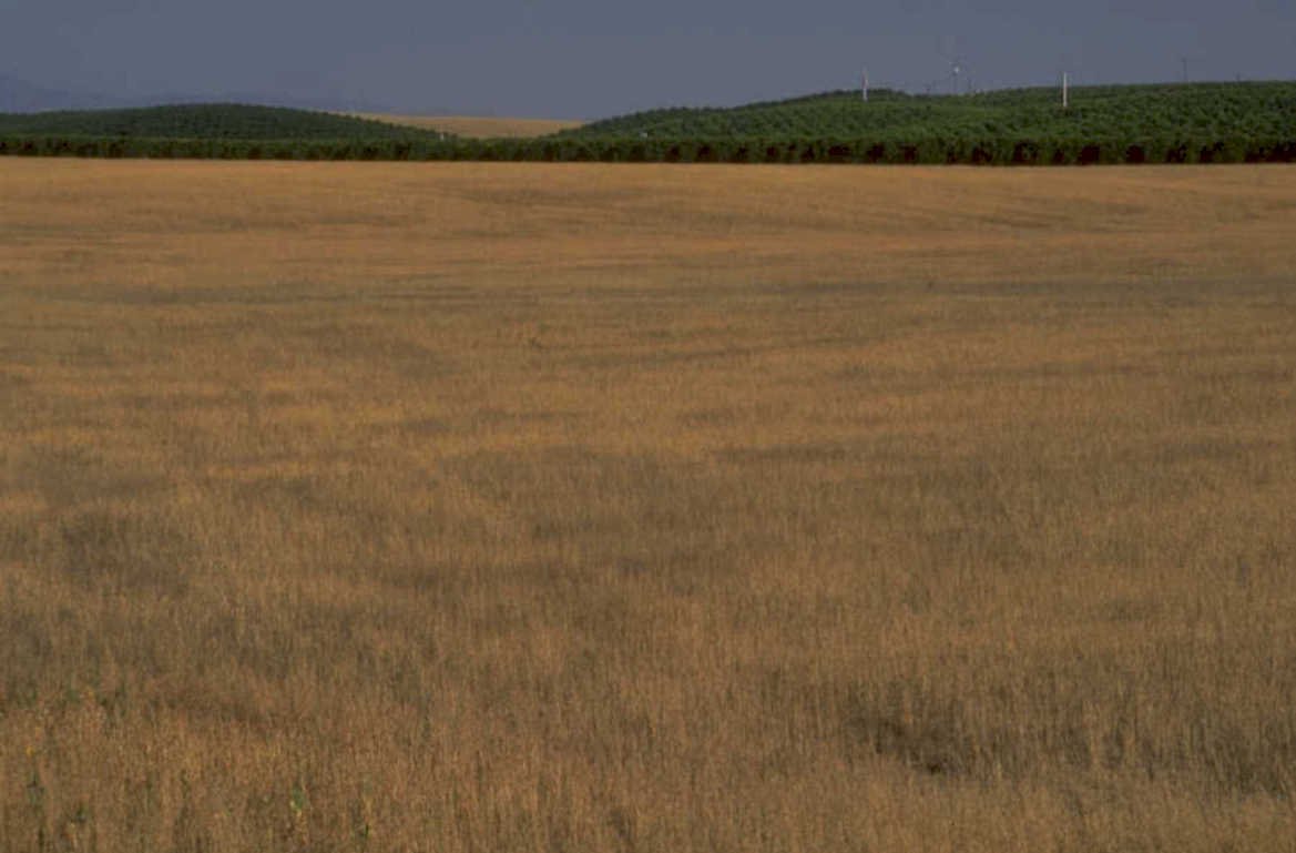 wheat field golden 1980s 1990s A4 Photo Print