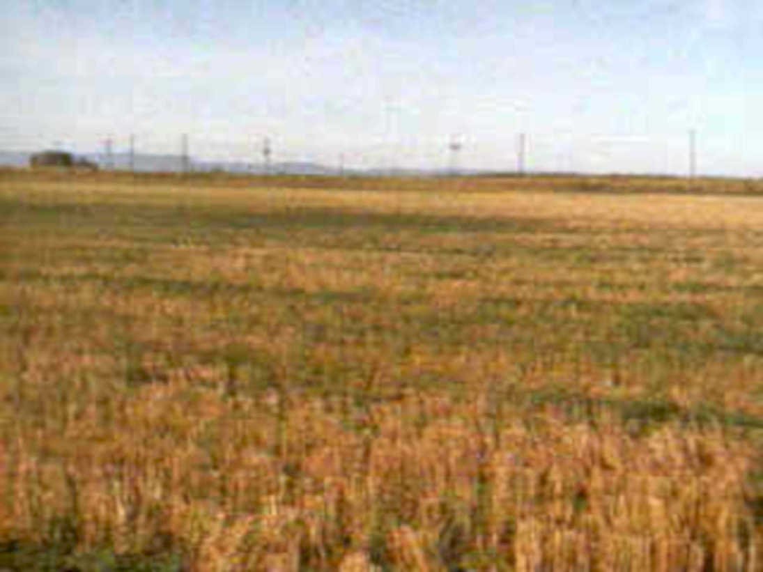 wheat field hills1980s 1990s A4 Photo Print
