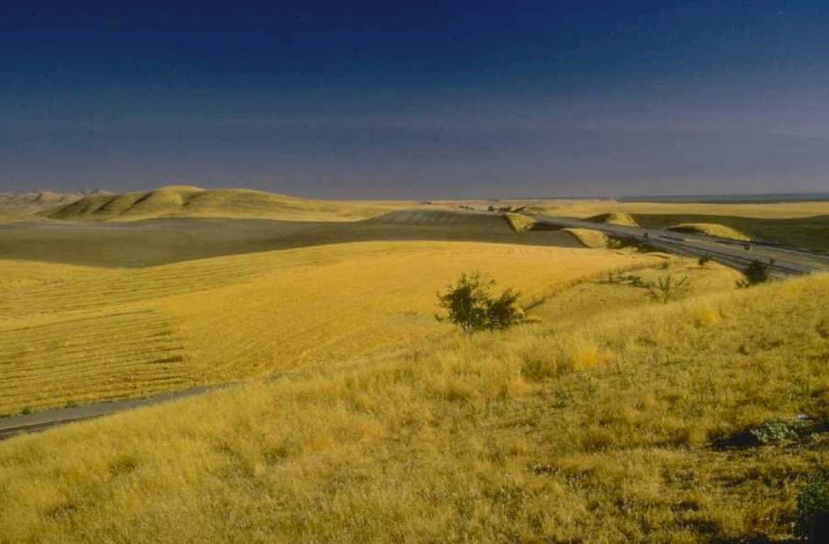 wheat field montana 1 1980s 1990s A4 Photo Print
