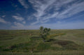 wheat field montana 2 1980s 1990s A4 Photo Print