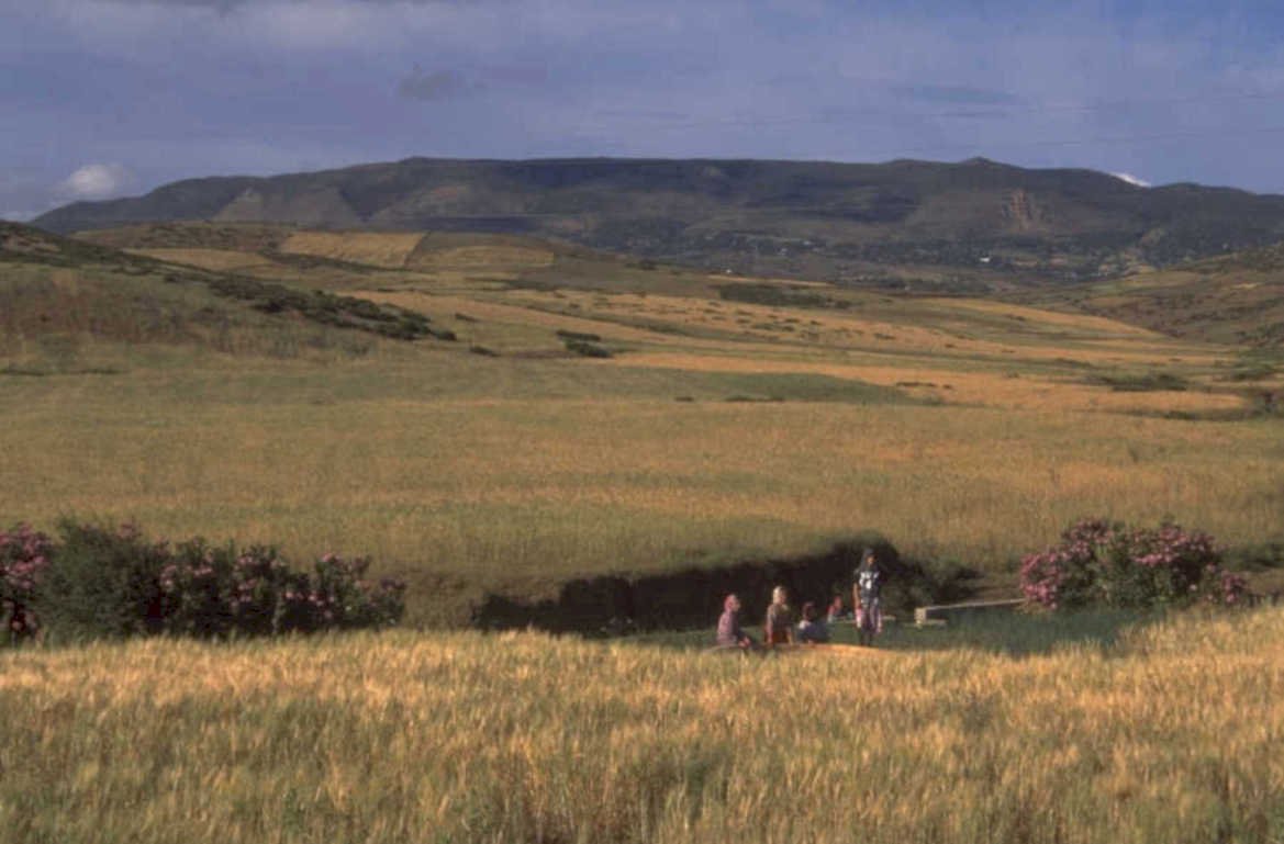 wheat field scotland 1980s 1990s A4 Photo Print