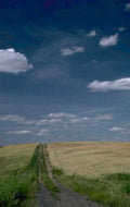 wheat field sky 1 1980s 1990s A4 Photo Print
