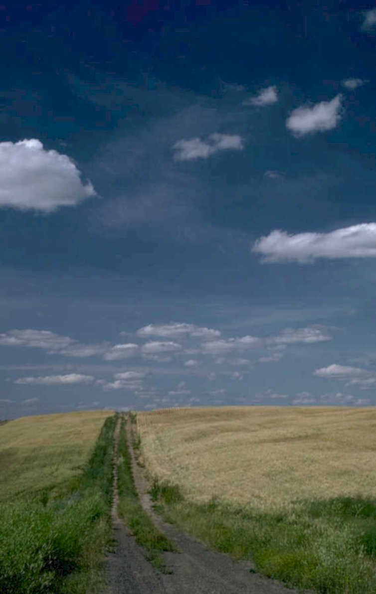 wheat field sky 1 1980s 1990s A4 Photo Print