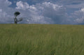 wheat field sky 2 1980s 1990s A4 Photo Print