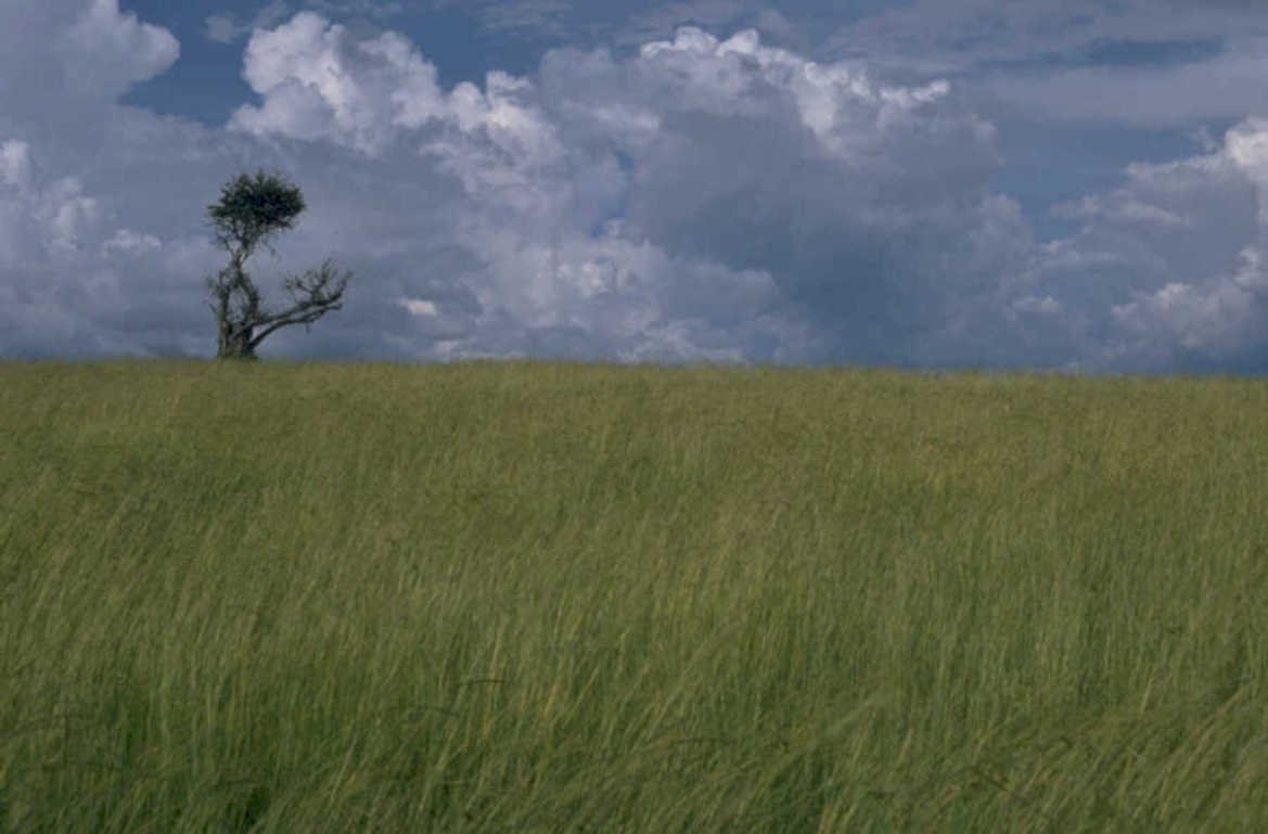wheat field sky 2 1980s 1990s A4 Photo Print