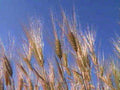 wheat field sky1980s 1990s A4 Photo Print