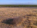 wheat fields westtex1980s 1990s A4 Photo Print