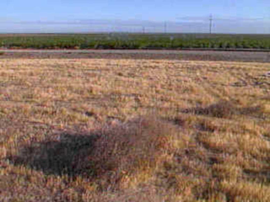 wheat fields westtex1980s 1990s A4 Photo Print