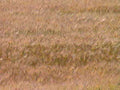 wheat golden grain1980s 1990s A4 Photo Print