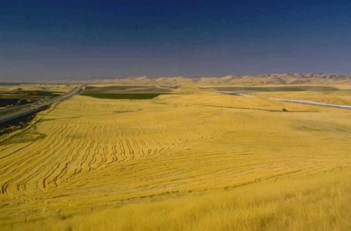 wheat harvest fields 1980s 1990s A4 Photo Print