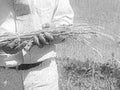 wheat harvest rural1980s 1990s A4 Photo Print