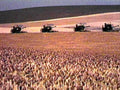 wheat harvesters field1980s 1990s A4 Photo Print