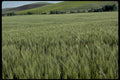 wheat hills palouse1980s 1990s A4 Photo Print