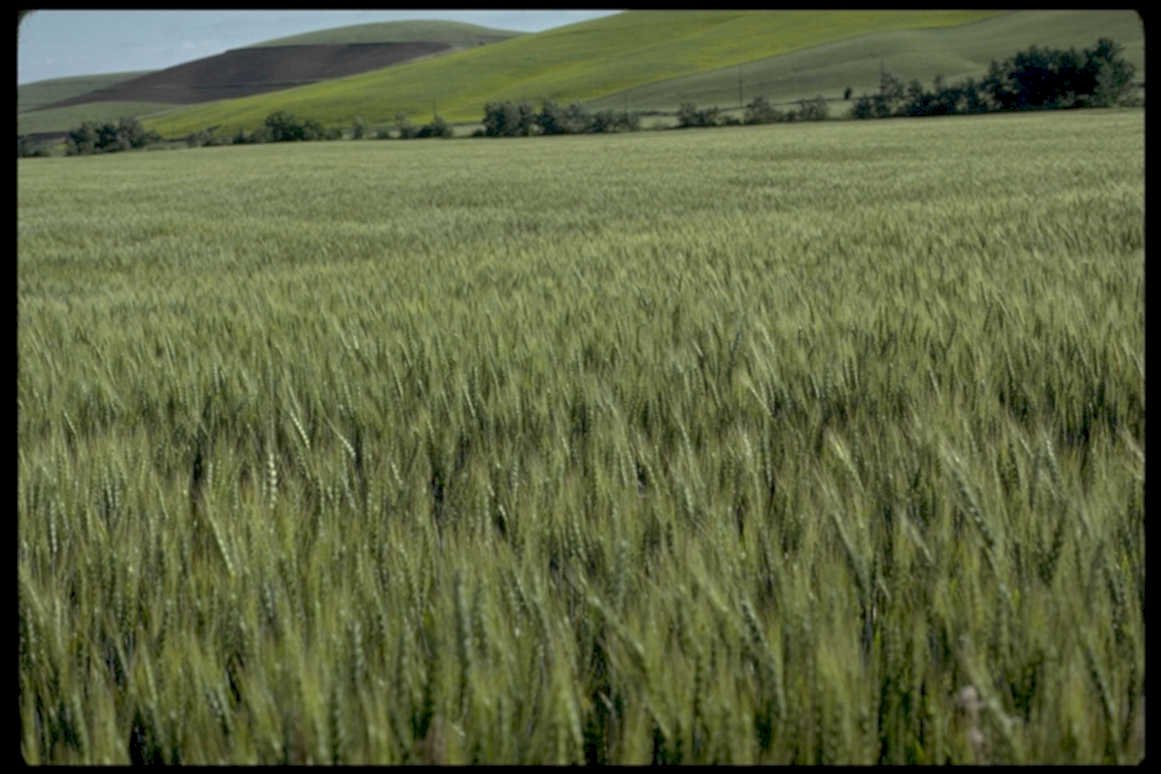 wheat hills palouse1980s 1990s A4 Photo Print