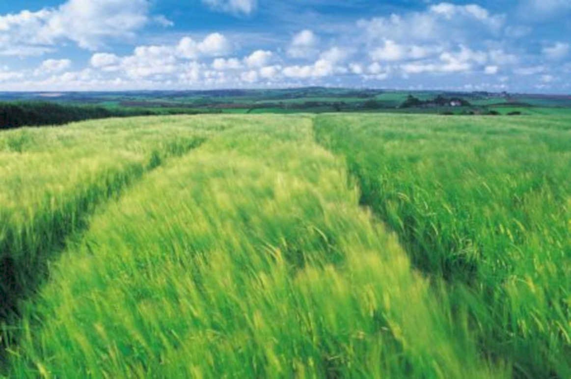 wheat hills sky UK GB British A4 Photo Print