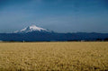 wheat hood landscape 1980s 1990s A4 Photo Print