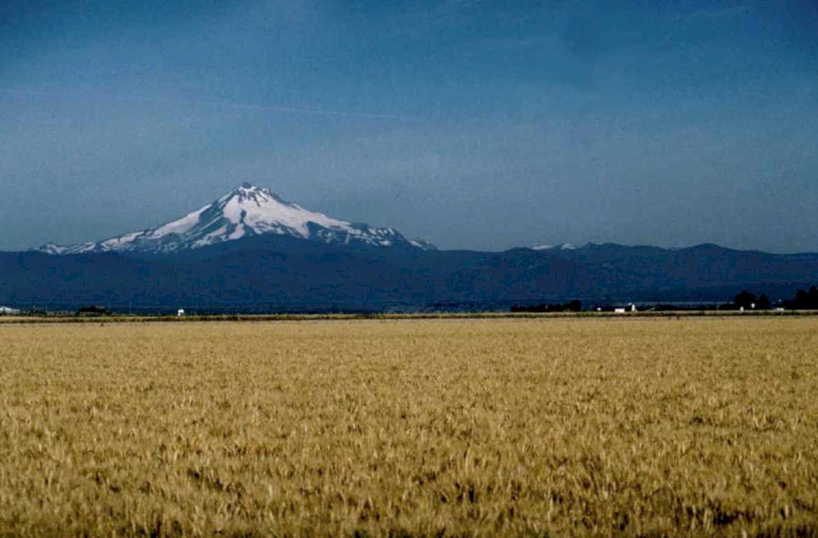 wheat hood landscape 1980s 1990s A4 Photo Print