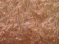wheat kernels field1980s 1990s A4 Photo Print